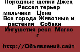 Породные щенки Джек Рассел терьер-мальчики › Цена ­ 40 000 - Все города Животные и растения » Собаки   . Ингушетия респ.,Магас г.